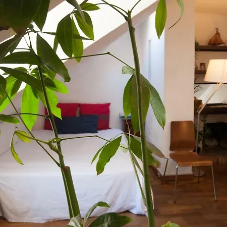 Rose St Germain Des Pres *