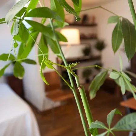 Appartement Rose St Germain Des Pres Paris